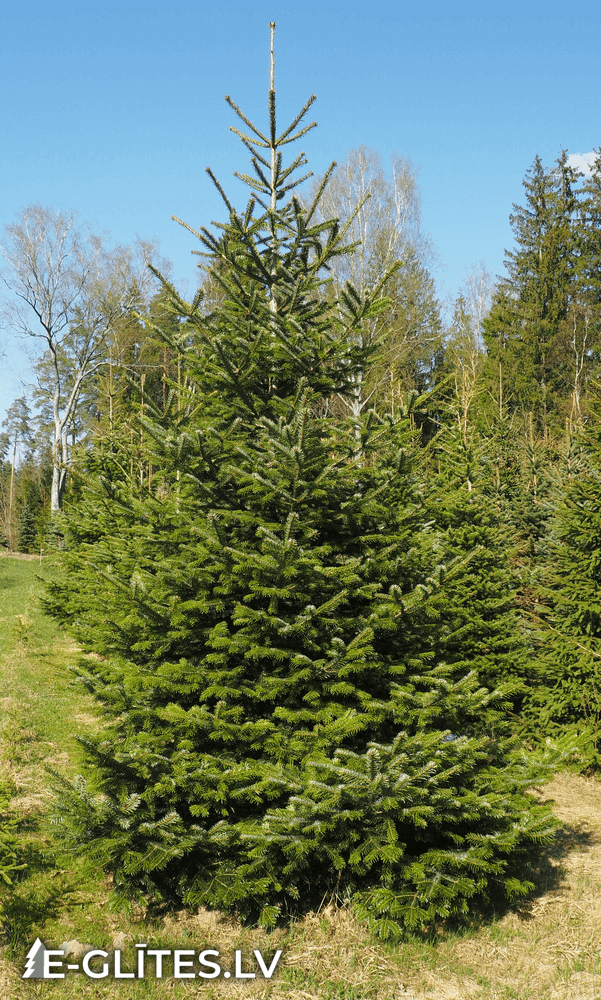 Abies nordmanniana